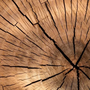bois brut, inspiration visuelle pour maroquinerie artisanale